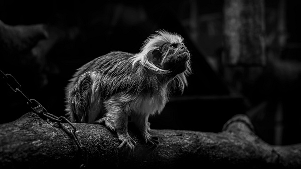 Cotton-Top Tamarin - Fine Art Photography Gallery Of Monochrome / Black and White Subjects 