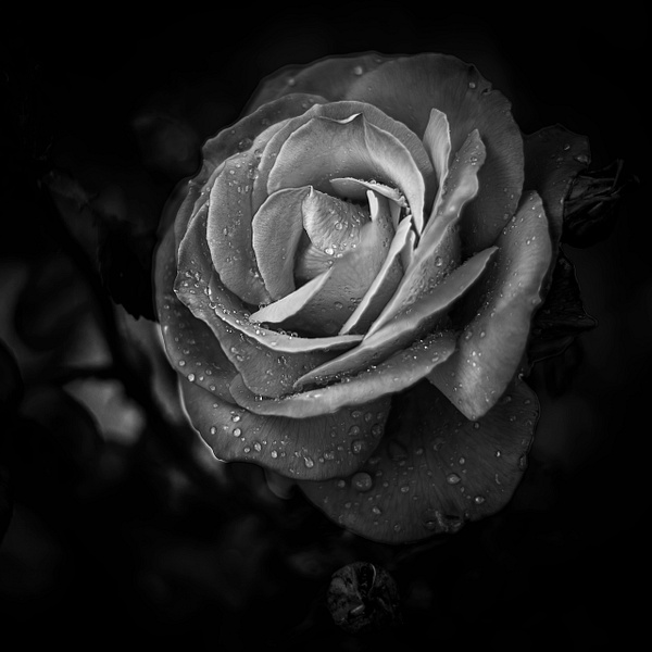 Monochrome Rose After The Rain - Fine Art Photography Gallery Of Monochrome / Black and White Subjects
