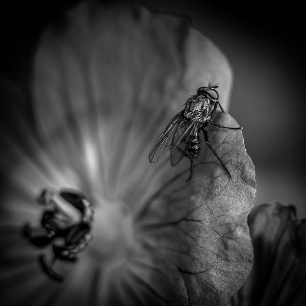 Fly Macro - ArtPhotoMe