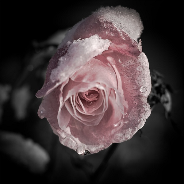 Snow Rose -  