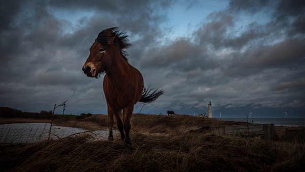 Pony At Saint Mary's Lighthouse -  