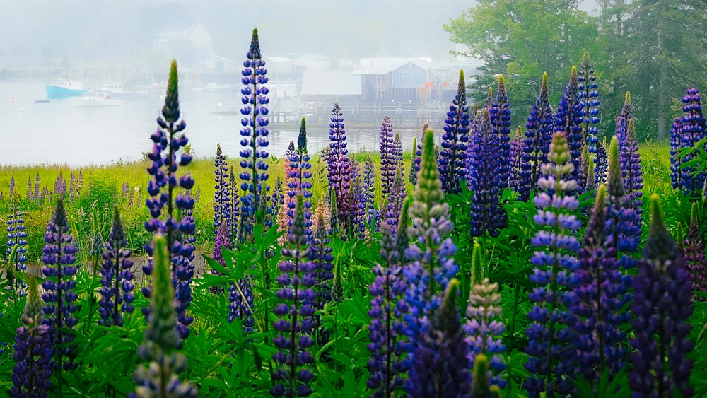 Lupine Season