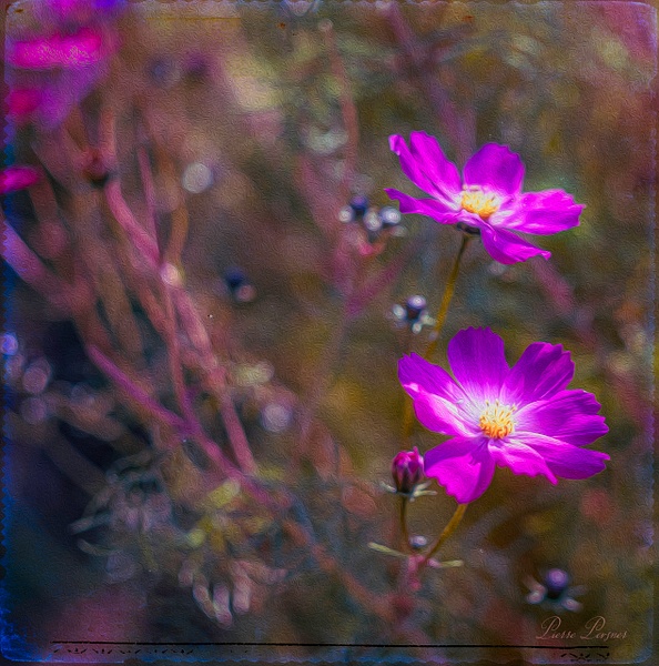 COSMOS - FLOWERS - Pierre Pevsner Photography 