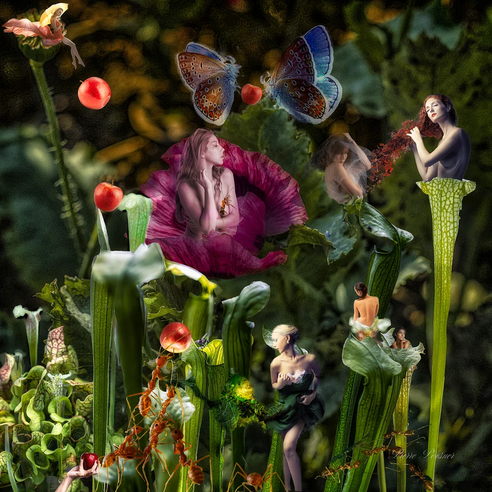 THE HESPERIDES GARDEN