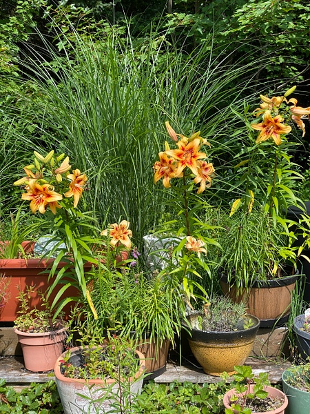 Tiger Lilies with Various Grasses - My Sister's Garden - thehaplessphotographer 