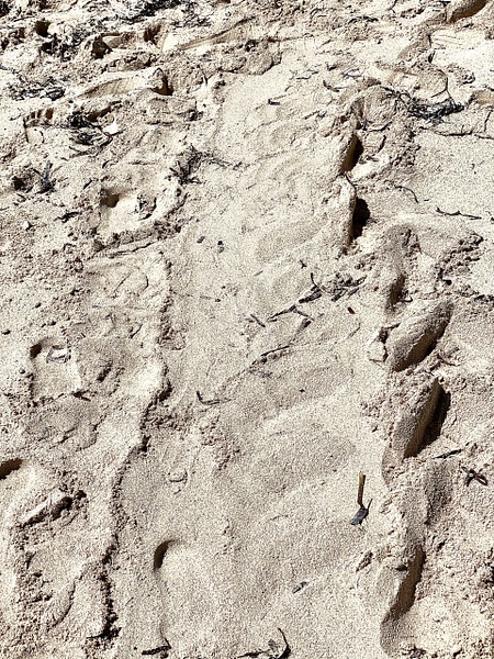 Thalassa's Tracks to the Water - Called Batabano - Colin's Turtle Release - thehaplessphotographer 