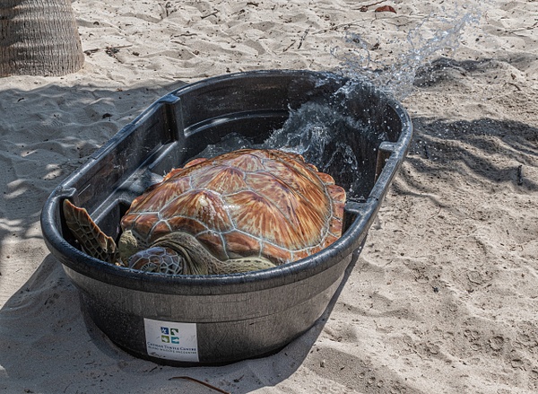 5 Year Old Thalassa - Colin's Turtle Release - thehaplessphotographer 