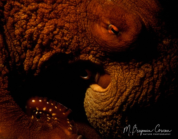 Octopus_11x14 - Benjamin Cowan - Nature Photography 