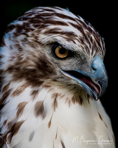 Red-tailed Hawk - Bird Portraits - M. Benjamin Cowan