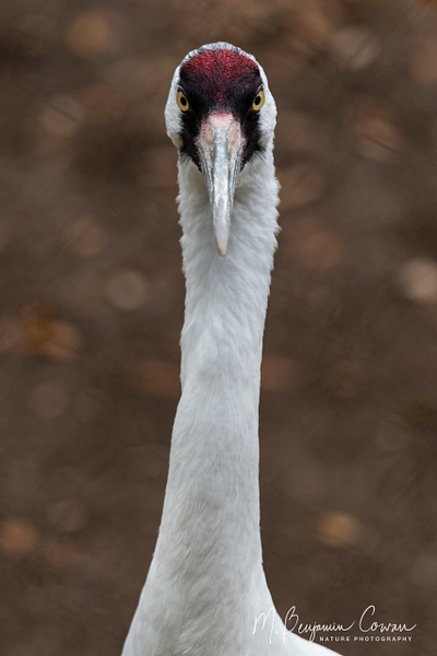 Whooping Crane - Bird Portraits - M. Benjamin Cowan