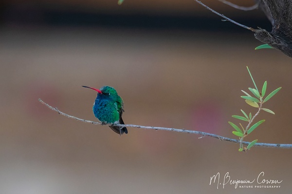 Broad-billed Hummingbird - M. Benjamin Cowan