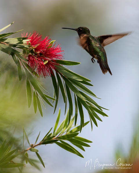 Ruby-throated Hummingbird - M. Benjamin Cowan 