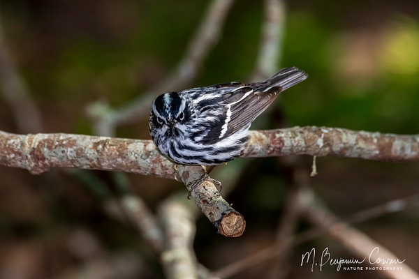 Black-and-white Warbler - Benjamin Cowan - Nature Photography 