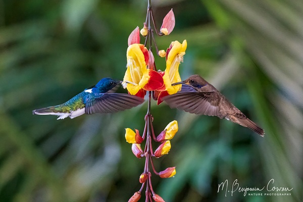 White-necked Jacobin and Brown Violetear - Benjamin Cowan - Nature Photography 