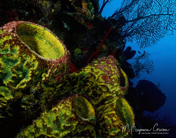 Yellow Tube Sponges_11x14 - Reefscapes - M. Benjamin Cowan 