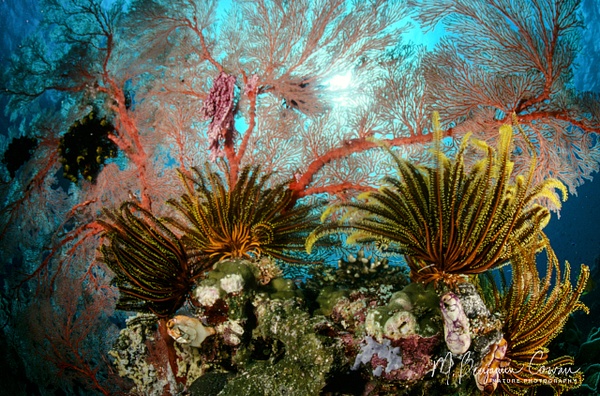 1997_PNG_0034 - Reefscapes - M. Benjamin Cowan 
