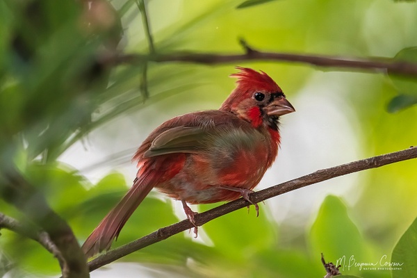 Northern Cardinal  (immature) - Bird Portraits - M. Benjamin Cowan