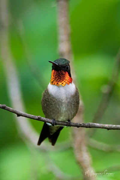 Ruby-throated Hummingbird - Bird Portraits - M. Benjamin Cowan 