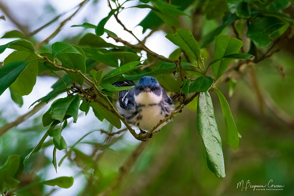 Cerulean Warbler - Bird Portraits - M. Benjamin Cowan 