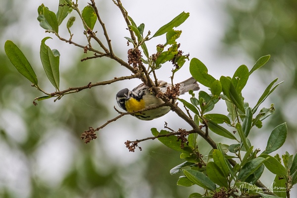 Yellow-throated Warbler - Bird Portraits - M. Benjamin Cowan