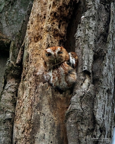 Eastern Screech Owl - M. Benjamin Cowan 