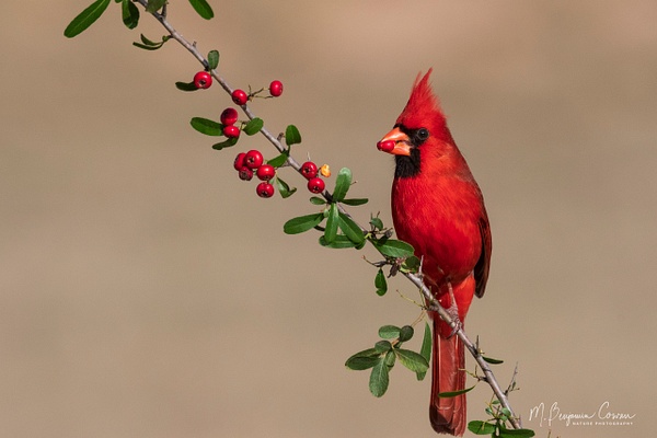 Northern Cardinal - Bird Portraits - M. Benjamin Cowan