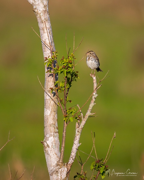 Savannah Sparrow - Bird Portraits - M. Benjamin Cowan 