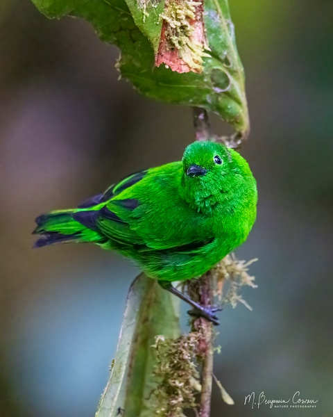 Glistening Green Tanager - Bird Portraits - M. Benjamin Cowan 