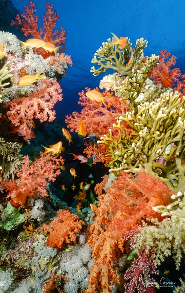 1996_Red Sea_0009 - Reefscapes - M. Benjamin Cowan 