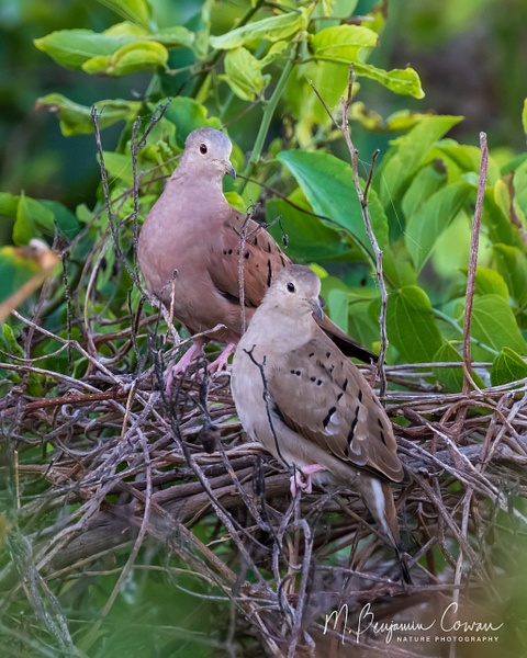 Ruddy Ground Doves - M. Benjamin Cowan