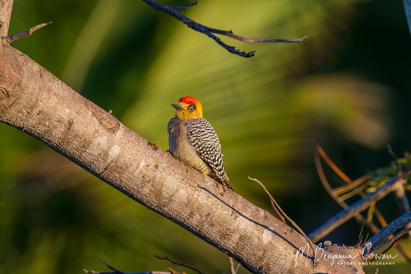 Golden-cheeked Woodpecker - M. Benjamin Cowan