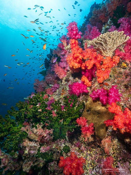 20260527_Fiji_UW_0421-Edit - New Images - M. Benjamin Cowan Nature Photography