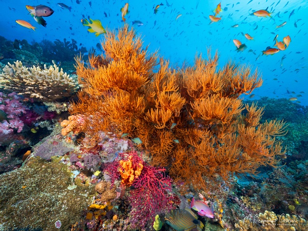 20260527_Fiji_UW_0466-Edit - New Images - M. Benjamin Cowan Nature Photography