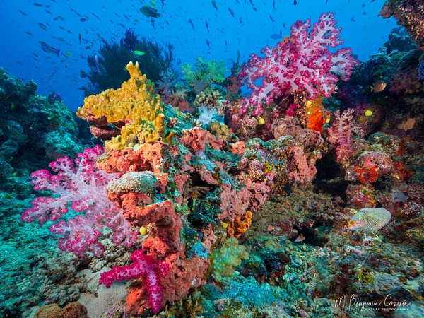 20260527_Fiji_UW_0485-Edit - New Images - M. Benjamin Cowan Nature Photography