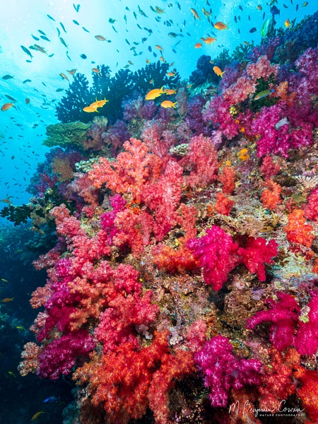 20260527_Fiji_UW_0429-Edit - New Images - M. Benjamin Cowan Nature Photography