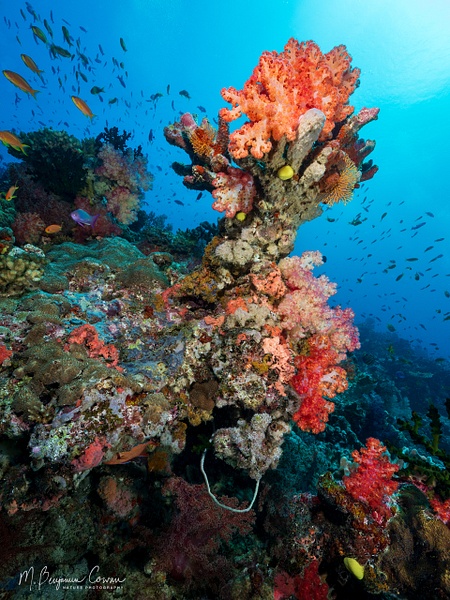 20260527_Fiji_UW_0498-Edit - New Images - M. Benjamin Cowan Nature Photography