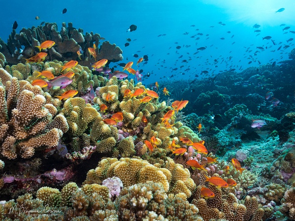 20260527_Fiji_UW_0554-Edit - New Images - M. Benjamin Cowan Nature Photography
