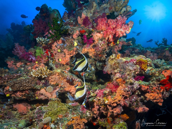 20260527_Fiji_UW_0513-Edit-Edit - New Images - M. Benjamin Cowan Nature Photography