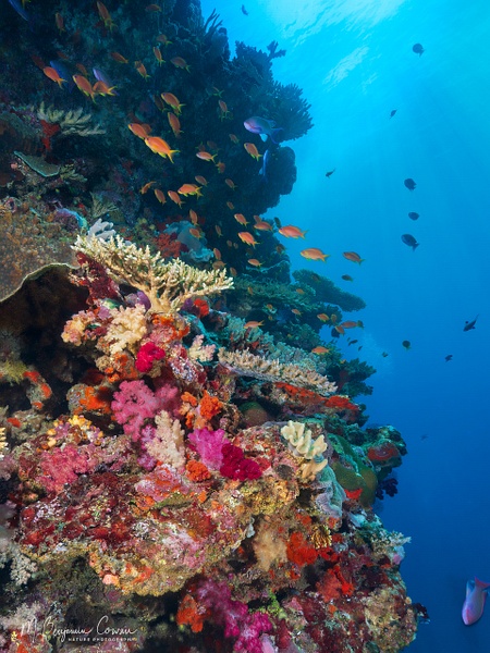 20260528_Fiji_UW_0656-Edit-Edit - New Images - M. Benjamin Cowan Nature Photography