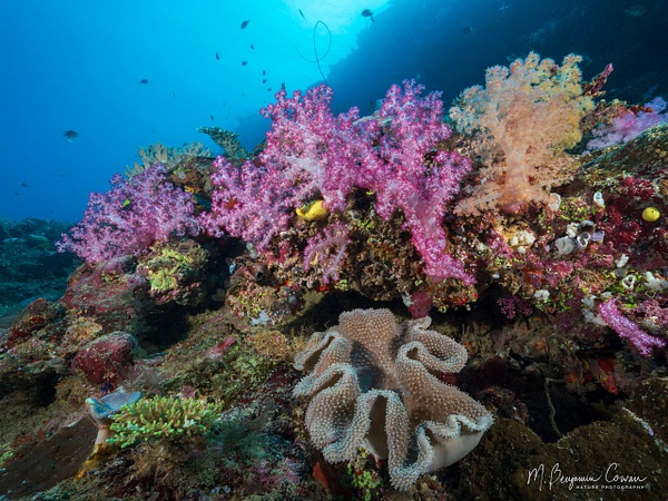 20260528_Fiji_UW_0578-Edit - New Images - M. Benjamin Cowan Nature Photography