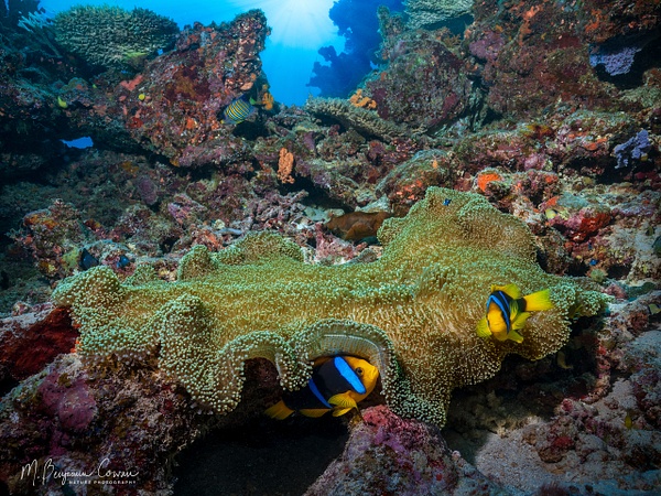 20260528_Fiji_UW_0702-Edit-Edit - New Images - M. Benjamin Cowan Nature Photography