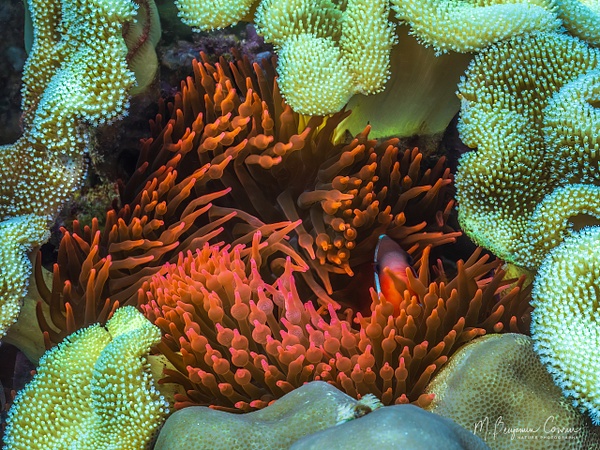 20260528_Fiji_UW_0718-Edit - New Images - M. Benjamin Cowan Nature Photography