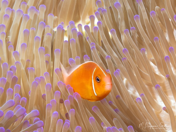 20260530_Fiji_UW_0869-Edit - New Images - M. Benjamin Cowan Nature Photography