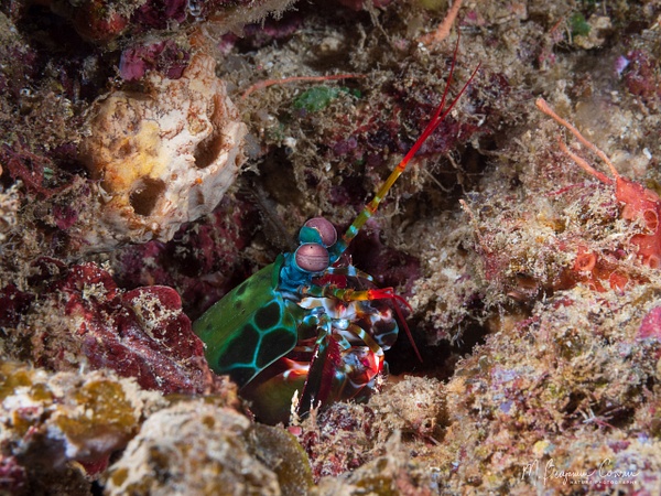 20260530_Fiji_UW_0896-Edit - New Images - M. Benjamin Cowan Nature Photography