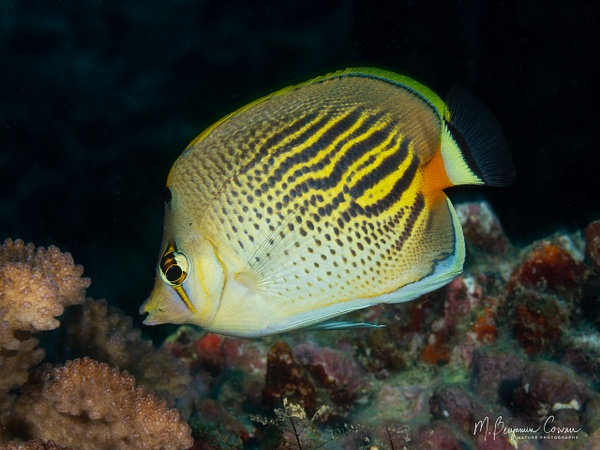 20260530_Fiji_UW_0914-Edit - New Images - M. Benjamin Cowan Nature Photography