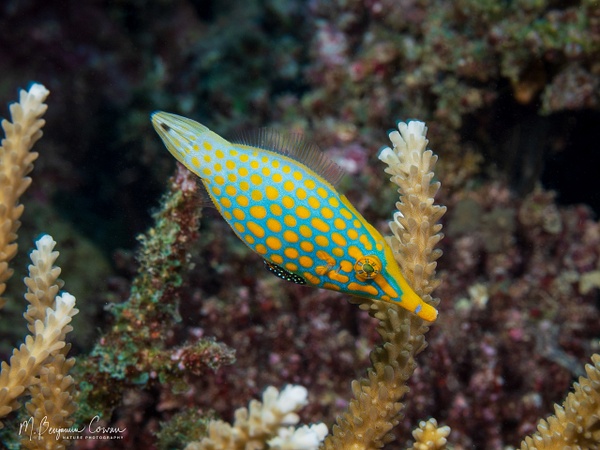 20260530_Fiji_UW_0931-Edit - New Images - M. Benjamin Cowan Nature Photography