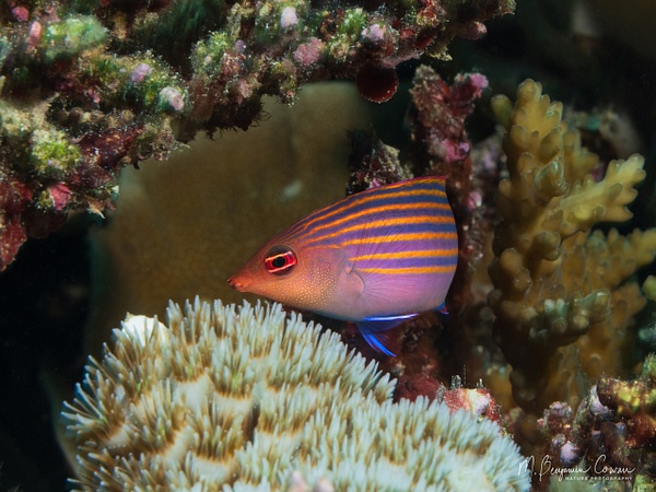 20260530_Fiji_UW_0938 - New Images - M. Benjamin Cowan Nature Photography