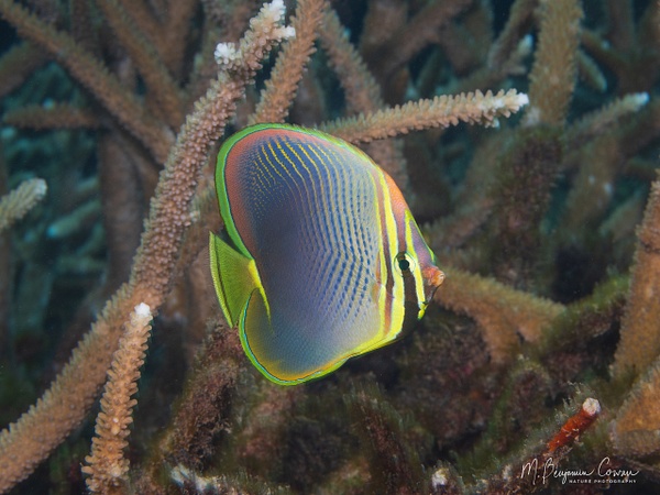 20260530_Fiji_UW_0934-Edit - New Images - M. Benjamin Cowan Nature Photography