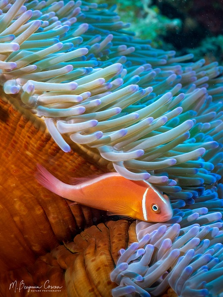 20260530_Fiji_UW_0748 - Fish Life - M. Benjamin Cowan Nature Photography