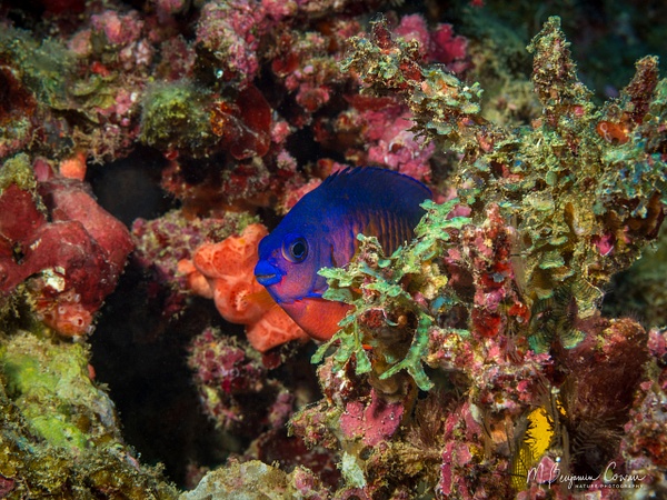 20260530_Fiji_UW_0920 - Fish Life - M. Benjamin Cowan Nature Photography